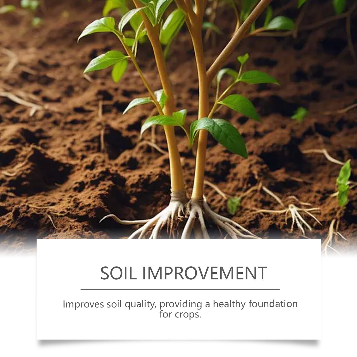 🌿 PlantFuel Drops | All-Natural Plant Nutrition | Boosts Growth & Vitality in 7 Days!